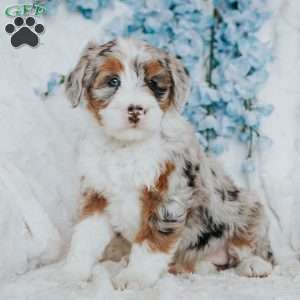 Iris, Bernedoodle Puppy